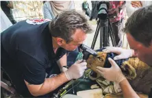  ?? Four Paws ?? A volunteer from the Four Paws charity looks for cataracts in a lion from Khartoum’s Al Qureshi zoo