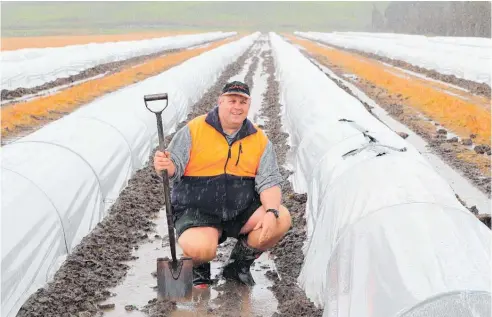  ?? Photo / John Stone ?? Already three weeks behind schedule, Dargaville’s Doug Nilsson is risking establishi­ng these kumara beds in lessthan-ideal conditions to get the growing season under way.