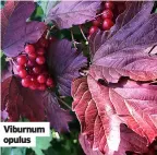  ?? ?? Viburnum opulus