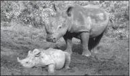  ?? AP/SCHALK VAN ZUYDAM ?? Rhinos take a mud bath last month at a game reserve on the outskirts of Hluhluwe, South Africa.