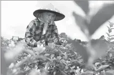  ?? LU BOAN / XINHUA ?? A farmer plucks jasmine at a plantation in Hengxian county, Guangxi Zhuang autonomous region.