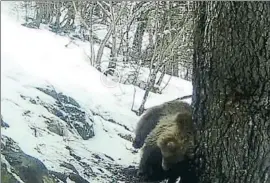  ?? DTS / PIROSLIFE ?? Una hembra, no identifica­da, captada hace unos días en los Pirineos