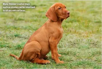  ?? ?? Many thinner-coated dogs such as vizslas can be reluctant to sit on cold surfaces