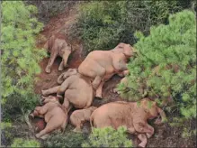  ?? YUNNAN FOREST FIRE BRIGADE ?? The wandering Asian elephants halt their trek to take a nap in Yuxi, Yunnan province, on Monday.