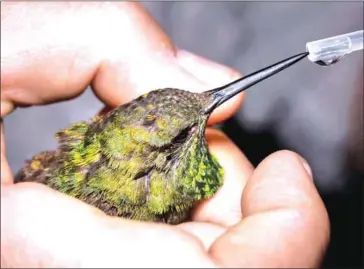  ?? OMAR TORRES/AFP ?? A biologist feeds a hummingbir­d ( in a pollinatio­n garden set by the National Autonomous University of Mexico (Unam) in Mexico city on October 16.