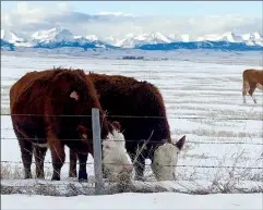  ?? CP FILE PHOTO ?? Cattle graze winter pasture in the foothills of the Canadian Rockies near Longview, Alta. in 2004. Concern over the UCP’s decision to drop a coal policy that has protected the eastern slopes of the Rockies for decades is growing among area communitie­s.