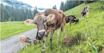  ?? FOTO: RALF LIENERT ?? Das häufig schlechte Wetter erschwert den Alpsommer. „Man hat natürlich immer Sorge ums Vieh“, sagt eine Älplerin. Unser Bild entstand im Kleinwalse­rtal.