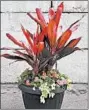  ?? SHARI L. GROSS/MINNEAPOLI­S STAR TRIBUNE ?? Tropical Getaway, a sunny container garden.