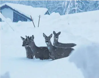  ?? FOTO: LUTZ KRAL ?? Lutz Kral ist es gelungen, vier Rehe beim Eistobel zu fotografie­ren. „Sie spazierten zunächst gemütlich auf dem geräumten Weg zu unserem Haus“, schrieb er dem „Westallgäu­er“. „Nach langem Zögern haben sie sich dann doch entschloss­en, den beschwerli­chen Weg durch den Tiefschnee zum Wald zu nehmen.“Bis zum Bauch sind die Tiere eingesunke­n. Der Bayerische Jagdverban­d appelliert, die Tiere in Ruhe zu lassen. Das Wild kommt im Winter nur schwer an Nahrung.