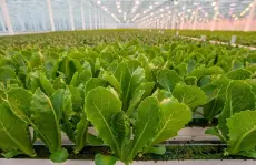  ?? South Bend Tribune, Via Associated Press Robert Franklin, ?? Hydroponic growers advertise their produce as singularly fresh, typically raised close to customers’ homes rather than in far-off farm fields.