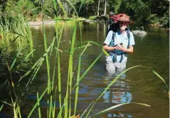  ??  ?? Wet shoes and pants are a given in the Green Gully section because wading in the creek’s clear waters is sometimes easier than navigating the dense vegetation along its banks.