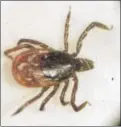  ?? ASSOCIATED PRESS ?? A deer tick is seen under a microscope in the entomology lab at the University of Rhode Island in South Kingstown. Lyme disease grabs the headlines but new research highlights the latest in a growing list of tickborne threats.