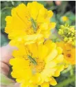  ?? FOTO: DPA ?? Ringelblum­en sind gut geeignet, um Reis und Butter gelb zu färben. Es dürfen nur die Blütenblät­ter verwendet werden, nicht die Blütenkörb­e. Darauf reagieren manche Menschen allergisch.