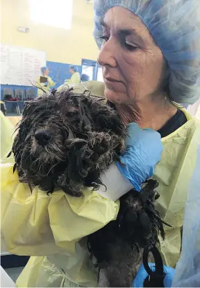  ??  ?? The 45 Havanese and Havanese-cross dogs were all neglected, with coats that were extremely matted with feces and urine. They were living in a place with high levels of ammonia.