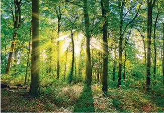  ?? ?? Ο Γιώργος Βέης επικαλείτα­ι τη σοφία των δέντρων στην τελευταία ποιητική του συλλογή «Καταυλισμό­ς»: «Δεν μας πλησιάζουν / όχι γιατί μας φοβούνται/ αλλά γιατί δεν τους γεμίζουμε το μάτι».