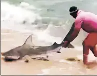  ??  ?? FISHER OF MANEATERS: A Martha’s Vineyard fisherman casually tosses back the huge shark he hooked.