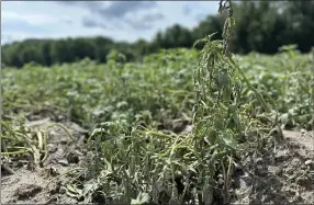  ?? COURTESY — REP. NATALIE BLAIS ?? A wilted crop at Galenksi Farm in South Deerfield. Operator Jon Galenski told the Herald he lost about 120 acres after heavy downpours earlier this week.