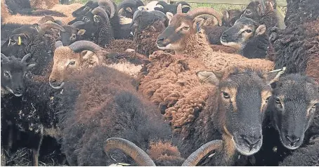  ??  ?? The semi-feral Soay sheep are owned by Duncan Gray of Eassie Mains Farm, near Lunan Bay.