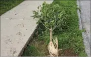  ?? SUBMITTED PHOTO ?? This tree was destroyed by three people in West Chester.