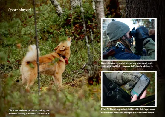  ?? ?? Ella is more relaxed on the second day, and when her barking speeds up, the hunt is on
Binoculars are essential to spot any movement under and inside the thick tree cover in Finland’s wild north
Ella’s GPS tracking collar is tethered to Petri’s phone so he can track her as she changes direction in the forest