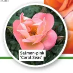  ??  ?? Salmon-pink ‘Coral Seas’