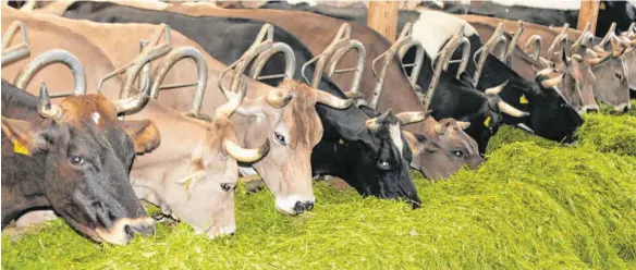  ?? ARCHIVFOTO: STEFFEN LANG ?? Da die großen Abnehmer fehlen, sind derzeit zu viel Milch und Fleisch auf dem Markt.