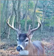  ?? SUBMITTED PHOTO ?? Buck with antlers.