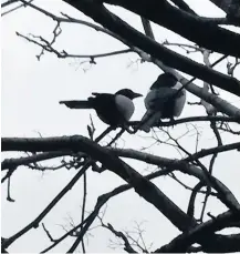  ?? ?? Special visitors Two magpies took a break from flying around on a branch of this tree near Curtis’ Airdrie home