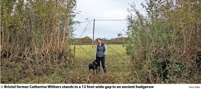  ?? Paul Gillis ?? Bristol farmer Catherine Withers stands in a 12 foot-wide gap in an ancient hedgerow