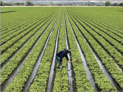  ?? VERN FISHER — MONTEREY HERALD ?? A farmworker directs water down rows of lettuce south of Salinas. Recurring contaminat­ion of Salinas Valley-grown romaine lettuce has sparked distrust of the product in internatio­nal markets.