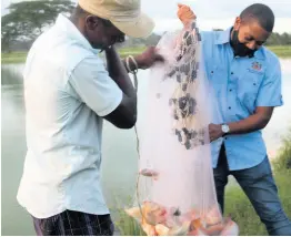  ??  ?? Honourable Floyd Green (right views fish caught by Leon South at an aquacultur­e farm in Hartlands, St Catherine.