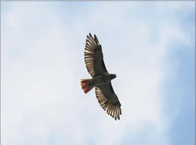  ?? Tyler Sizemore / Hearst Connecticu­t Media file photo ?? A red-tailed hawk circles in the sky at Audubon Greenwich in 2019. This year’s Internatio­nal Hawk Watch Week is Sept. 18-25.