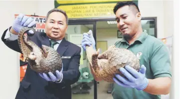  ??  ?? Muhammad Ali (left) with his assistant Noorhesham Noordin show two of the seized pangolins at the Kedah Wildlife and National Parks Department. — Bernama photo