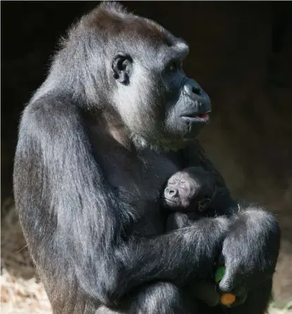  ??  ?? Melbourne Zoo head primate keeper Ulli Weiher (top) nurses baby Jumantano while youngsters Ganyeka, left, Yakini, centre, and their mother Yuska look on. Weiher is relaxed about coming between Yuska and one of her babies: “Of course, you have to know how to read their signals.” In March 2015, new mother Kimya (left) embraces her – then unnamed – baby daughter Kanzi.