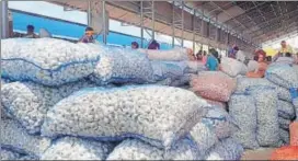  ?? A H ZAIDFI ?? The net area under garlic in Rajasthan has increased from 69,000 hectare to 1.32 lakh hectare and the production has also doubled from 3.77 lakh MT to 7.7 lakh MT this year