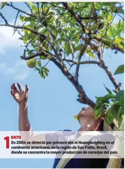  ?? ?? 1
DATO
En 2004 se detectó por primera vez el Huanglongb­ing en el continente americano, en la región de Sao Pablo, Brasil, donde se concentra la mayor producción de naranjas del país.