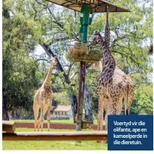  ?? ?? Voertyd vir die olifante, ape en kameelperd­e in die dieretuin.