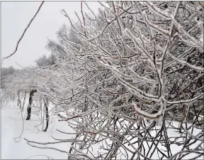  ?? HONSX ?? This undated photo shows an iced-up plant in New Paltz, NY. Winter ice can break plant and human limbs. Rock salt, which can be damaging to plants, is not the only way to clear it from paths.