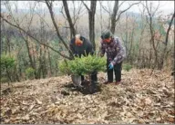  ?? JIANG XIWU / FOR CHINA DAILY ?? Li Zhenhai and his wife Jiang Kaizhi plant saplings in Morin Dawa Daur Autonomous Banner, Hulunbuir, Inner Mongolia autonomous region, on Sunday.