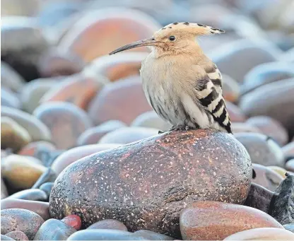  ??  ?? The hoopoe visitor has created a flurry of interest since arriving at Montrose Basin, in Angus.