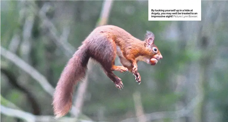  ?? Picture: Lynn Bowser. ?? By tucking yourself up in a hide at Argaty, you may well be treated to an impressive sight!