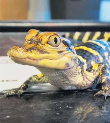  ??  ?? Ein Alligator-Schlüpflin­g ist gerade 20 Zentimeter lang und wiegt nur einige Gramm – ein gefundenes Fressen für viele Tiere. Das hält sie nicht von wagemutige­n Aktionen ab.