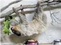  ??  ?? Barry, a two-toed sloth, still needs to be fed during the pandemic.