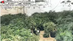  ??  ?? ■ Northumbri­a Police discover Sunderland cannabis farm worth £100,000
