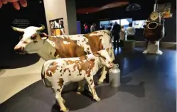  ??  ?? Des vaches normandes accueillen­t le public à la galerie des « Caramels d’Isigny. » Une halte gourmande !