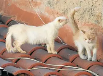  ?? Foto: Diario Noticias ?? Gatos callejeros en un tejado.