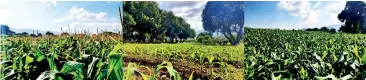  ?? ?? Veera maize cultivatio­narea located at DIMO Agri Techno Park in Dambulla