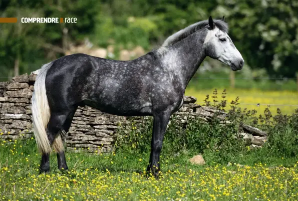  ??  ?? Issu de la région ouest irlandaise dont il tient le nom, le Connemara y a puisé son physique rustique.