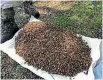  ?? PHOTO: SUPPLIED ?? Dead bees collected from eight hives at an apiary in the Mangles Valley in Murchison.