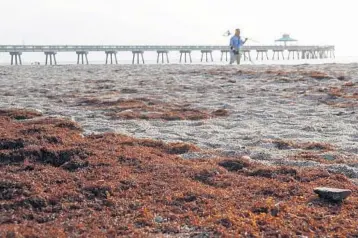  ?? PHOTOS BY JOE CAVARETTA/STAFF PHOTOGRAPH­ER ?? A beachcombe­r walks with a metal detector on Deerfield Beach before city equipment comes out for seaweed removal.